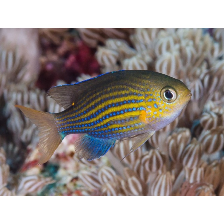 Chromis lineata Lined chromis - imagine 3
